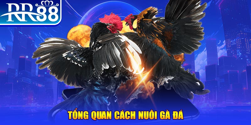55win55 VA Điện Tử