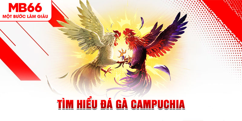 55win55 đá gà trực tiếp