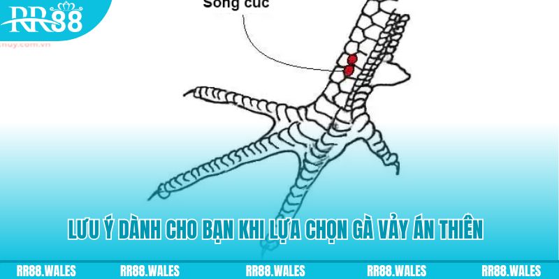 55win55 xổ số đồng nai