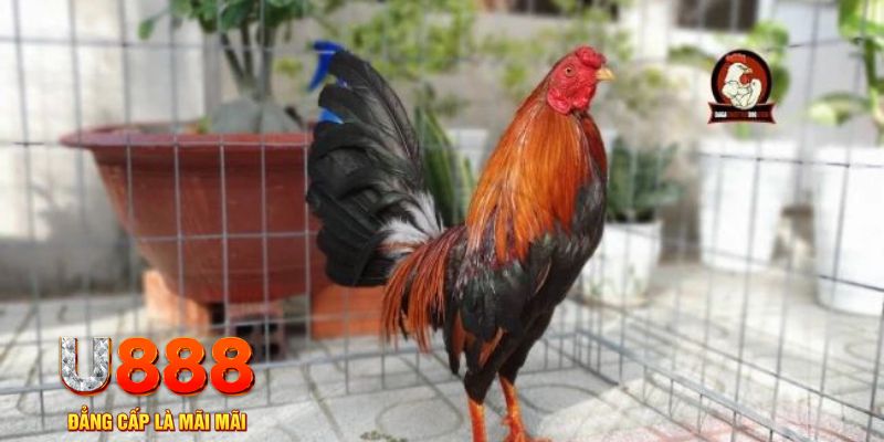 55win55 casino máy tính