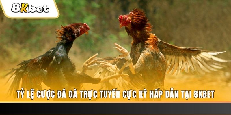 55win55 đăng nhập phỏm trực tiếp